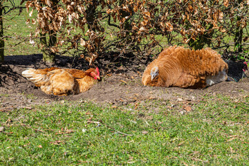 Hellered-Hilander hens enjoy the sun on the organic farm