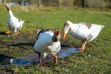 Black brown Danish forest hens enjoy the sun on the organic farm