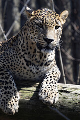 Fototapeta na wymiar Portrait of a male Sri Lanka Leopard, Panthera pardus kotiya, observing the surroundings