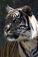 Portrait of a young female Sumatran Tiger, Panthera tigris sumatrae, observing the surroundings.