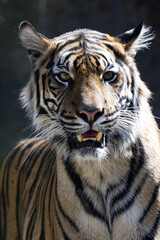 Portrait of a young female Sumatran Tiger, Panthera tigris sumatrae, with her mouth ajar.