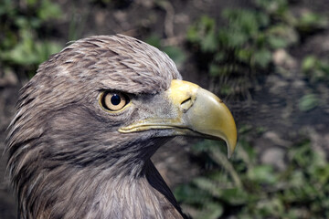 Portrait of a White-tailed Eagle, Haliaeetus albicilla, with a sharp curved beak