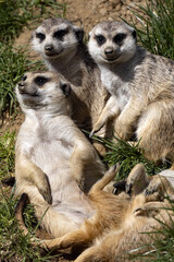 The Meerkat group, Suricata suricatta, plays in the spring sun