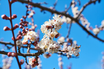 flowering apricot in spring