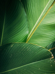 Close up Green Palm leaves texture