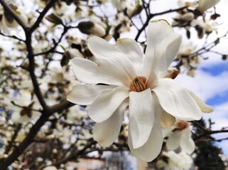 Magnolie kwitnące wiosną ma drzewie  © Pawel Gruntowicz