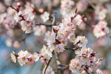 blooming cherry plum