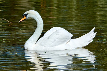 Naklejka premium white swan on the pond