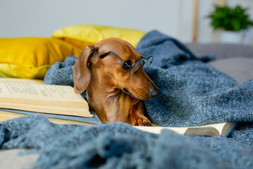 cute dachshund is lying in a blanket and glasses for vision, reading a book at home