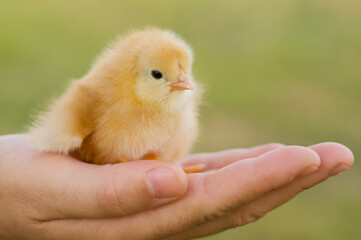 Small chicken on hand