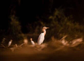 BIRD SITTING ON FIELDS