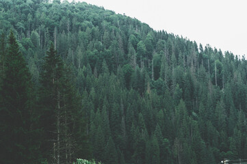 Carpathians Ukrvina. Mountain slope overgrown with dense dark green coniferous forest, white haze among trees,