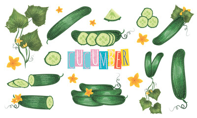 set of images of cucumbers isolated on white background