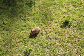 Hase