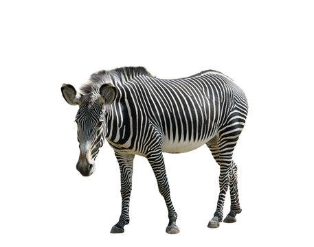 Zebra On A White Background Isolated