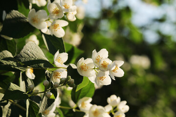 Blossoming trees in spring season