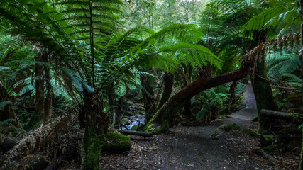 Rainforest, Saint Columba Falls, Tasmania, Australia