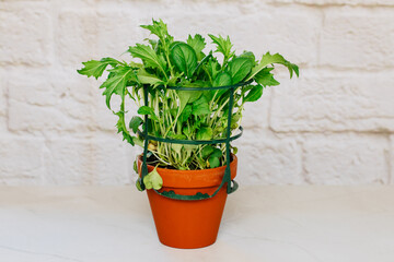 Green plant in a small pot on a white background. Organic plant for smoothie and salad. Growing green leaves yourself at home. copy space	