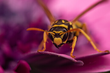 Macro 11