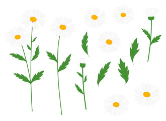 Set flowers daisies vector illustration