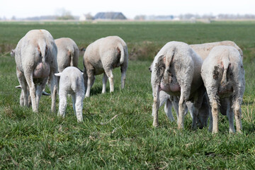 Sheep and lambs are all grazing with their hindquarters to the camera in a sunny Dutch meadow landscape in spring