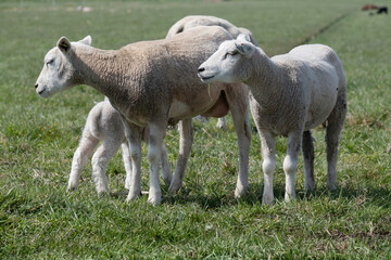 Obraz premium Sheep with lambs in a green pasture in the spring look to the sideome are looking at the camera