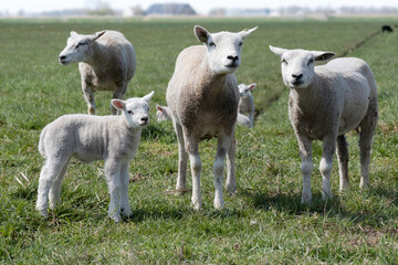 Sheep with lambs in a green pasture with a hazy farm on the horizon. Some are looking at the camera