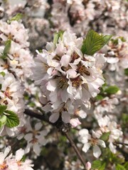 Flower Blossom Spring