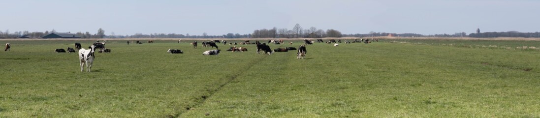 Pasture area panoramic landscape with meadows of green juicy grass in which Dutch cows graze. Characteristic flat landscape in the Netherlands