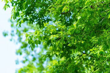 Fototapeta na wymiar 新緑の柳の木の葉っぱ　麻機遊水地