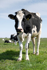 Lonely black-and-white cow, seen from the front, standing in a pasture in the Netherlands and looking at the camera