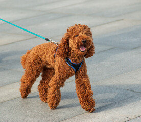 brown purebred dog for a walk in the park