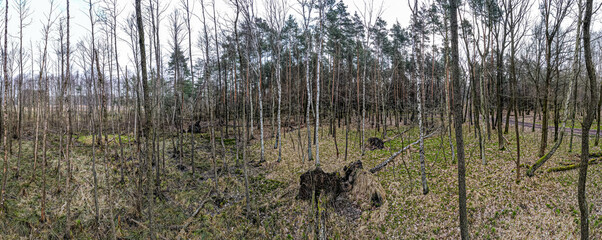 bezdroża w lesie wiosną na Śląsku w Polsce, okolice Rybnika - obrazy, fototapety, plakaty