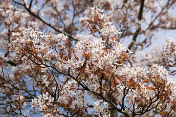 Pink white Blossom of the Amelanchier tree, also known as shadbush or juneberry, at blue sky in spring