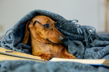 cute dachshund is lying in a blanket and glasses for vision, reading a book at home