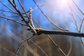 Flakes of snow on branch. Selective focus of Snowflake on tree during winter, shallow depth of field