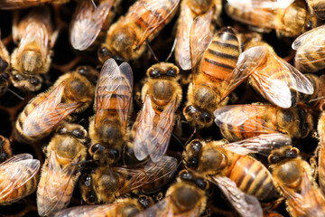 Golden honeycomb with bees