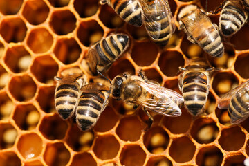 Golden honeycomb with bees