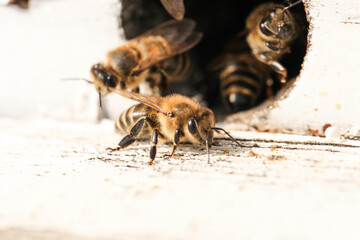 Bees fly into a wooden bee hive
