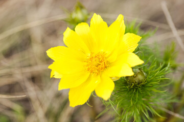 Yellow adonis flower