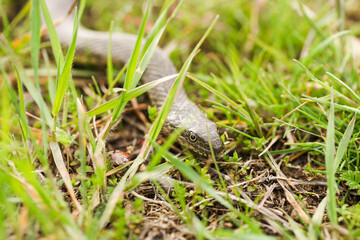 Non-venomous water snake