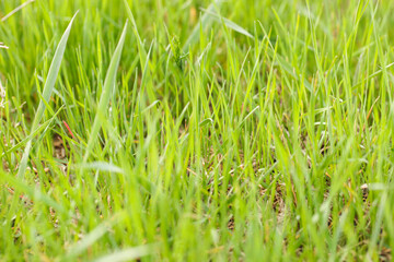 Lush green grass