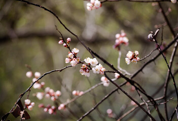 Fototapeta na wymiar Spring flowers on blooming apricot tree branch. Apricot tree in bloom against blue sky. Spring flower season. Shallow depth of field