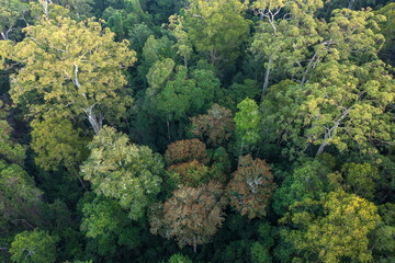 Aerial view of old growth forest high in the Great Dividing Range near Gloucester, NSW, Australia.