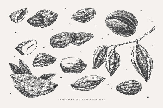 Hand-drawn almonds. Tropical fetus, open and whole. Organic food concept. It can be used as a decoration element for markets, menus, and packaging. Vintage botanical illustrations.