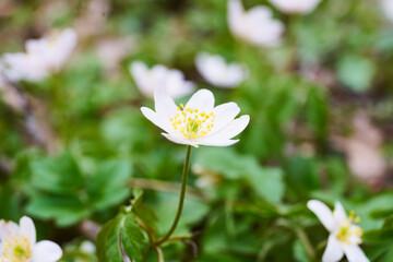  Anemone, wind flower in blossom early spring                              