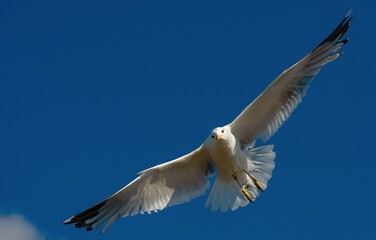 Seagull on the pier, at the harbour, all ways looking for food