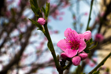 Blooming branches of a peach tree in spring.