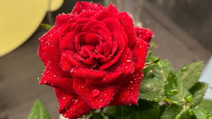 red rose with water drops