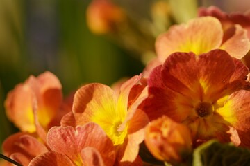 Obraz na płótnie Canvas Primula flowers for spring background, closeup, empty space for text 